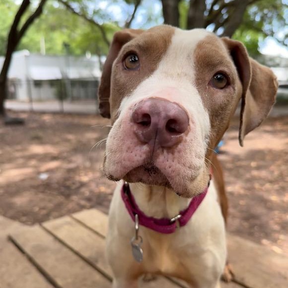 Maya, Adoptable, Adult Female Mixed Breed.