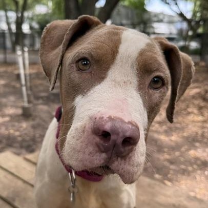 Enlarge Maya, a Adoptable mixed breed in Charleston, SC image 2/3