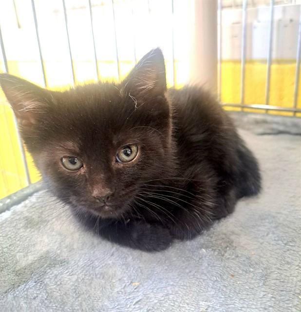 CANNOLI, Adoptable, Kitten Male Domestic Short Hair.