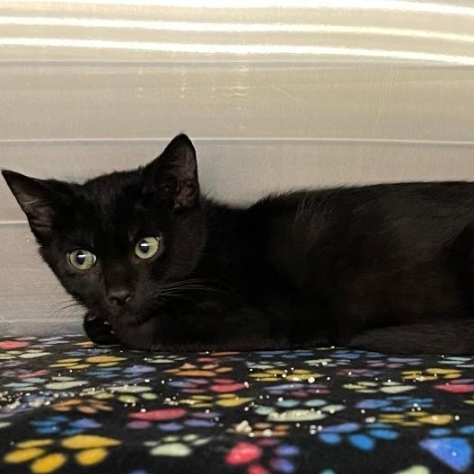 Chip, Adoptable, Kitten Male Domestic Short Hair.