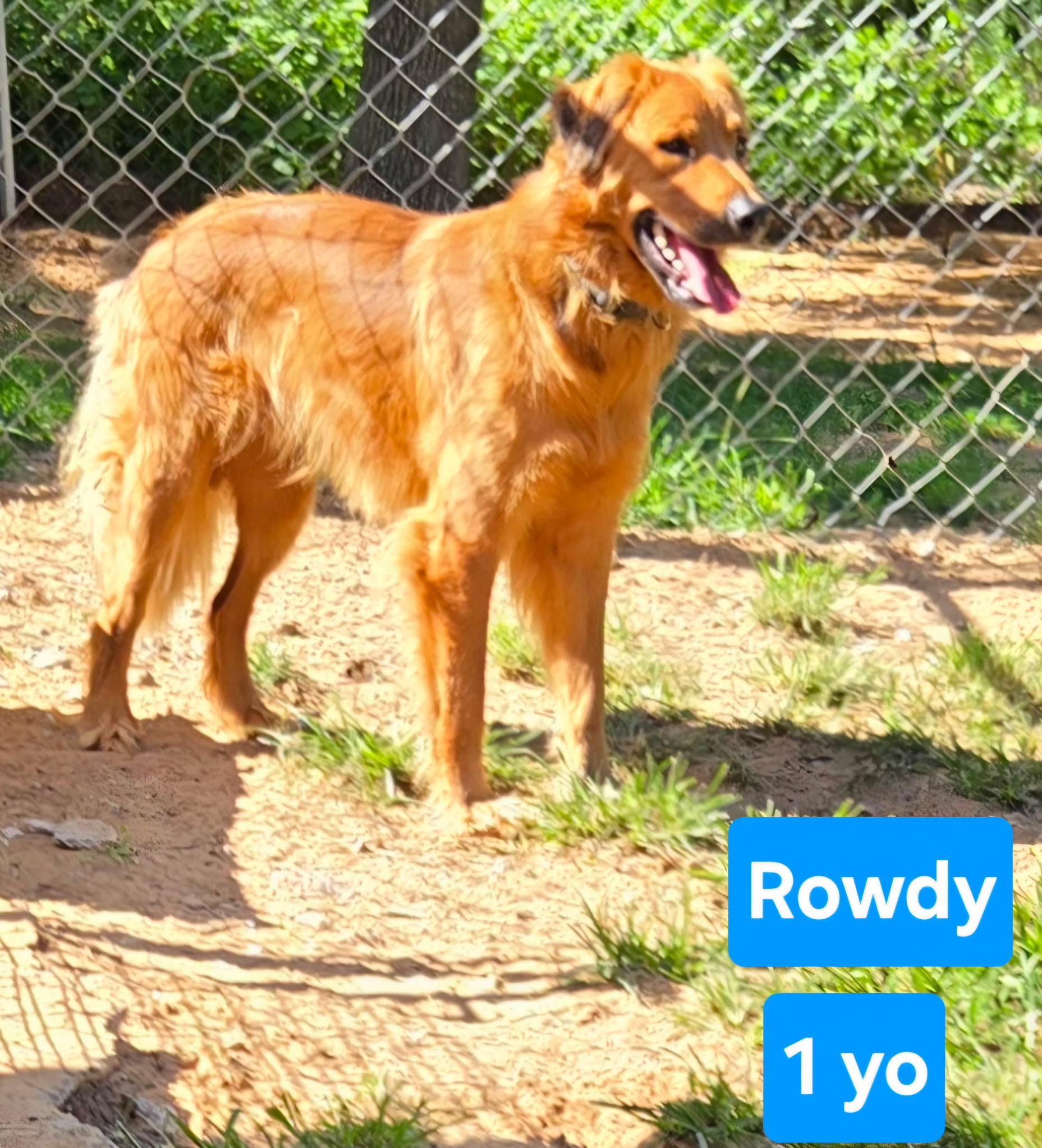 Enlarge ROWDY 425, a ADOPTABLE mixed breed in Milwaukee, WI image 2/6