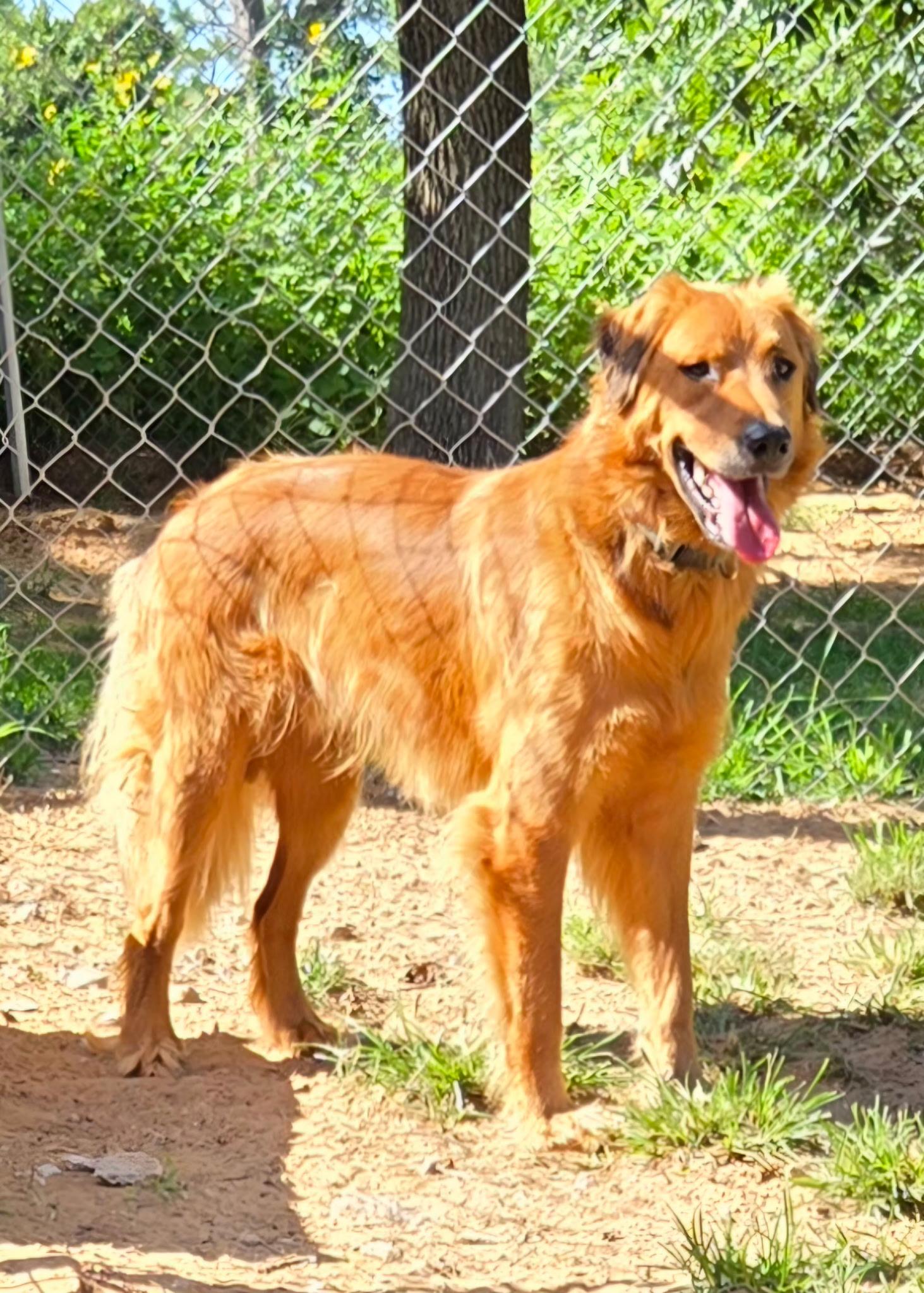 ROWDY 425, ADOPTABLE, Young Male Golden Retriever.