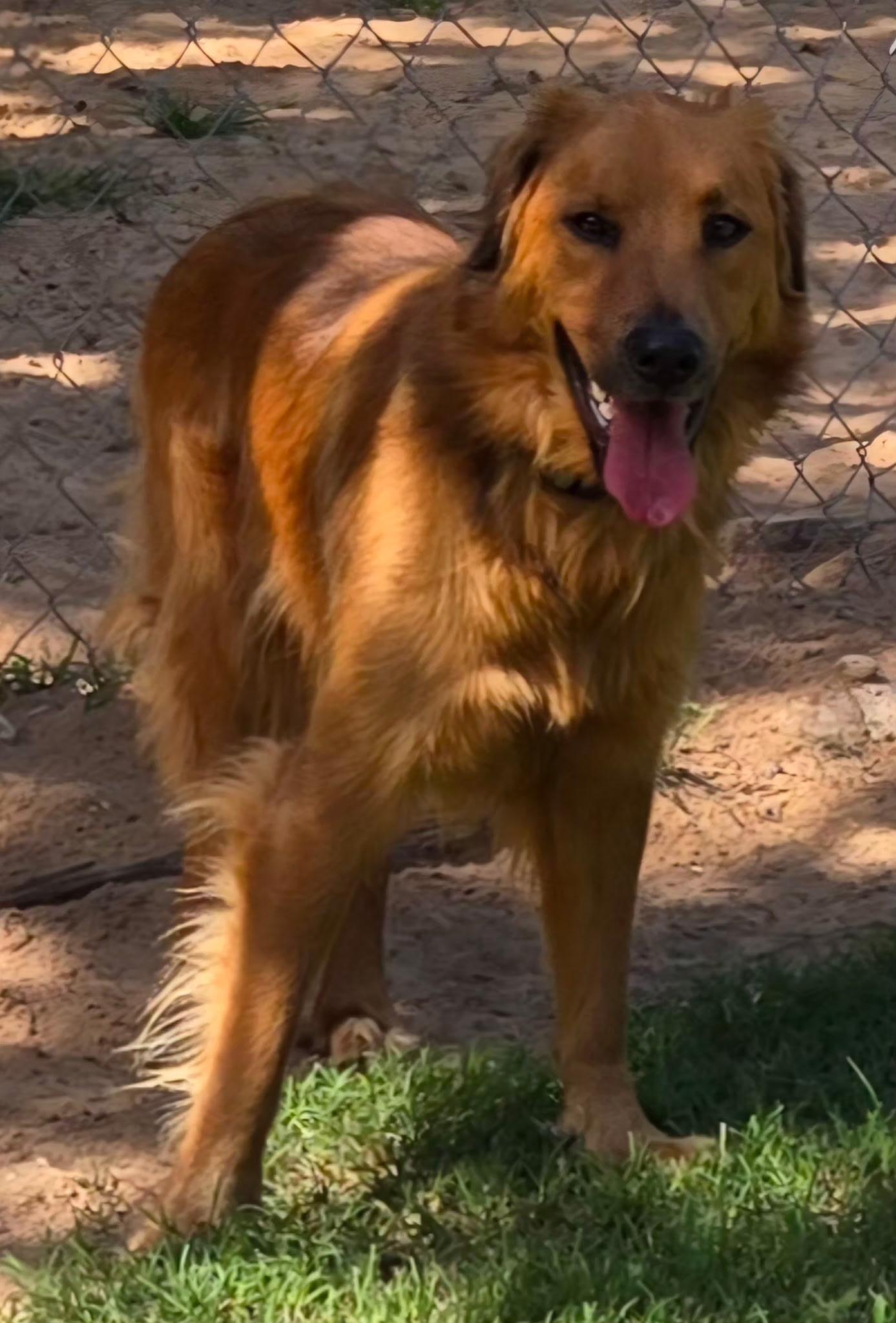 Enlarge ROWDY 425, a ADOPTABLE mixed breed in Milwaukee, WI image 3/6
