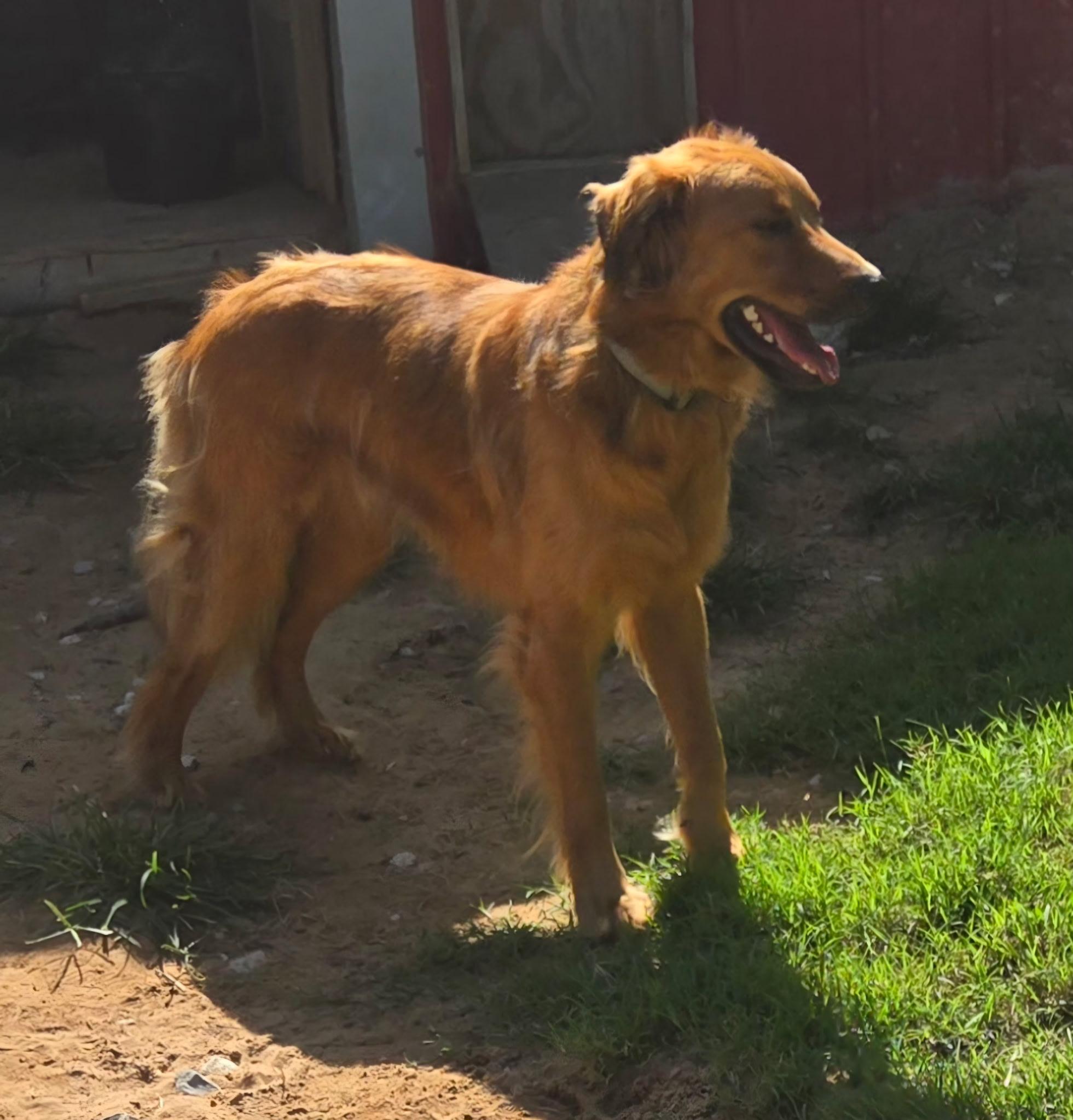 Enlarge ROWDY 425, a ADOPTABLE mixed breed in Milwaukee, WI image 4/6