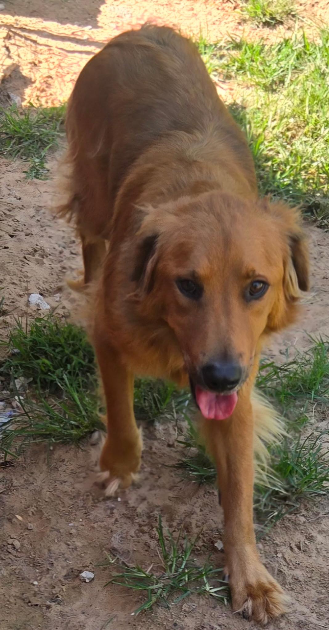 Enlarge ROWDY 425, a ADOPTABLE mixed breed in Milwaukee, WI image 6/6