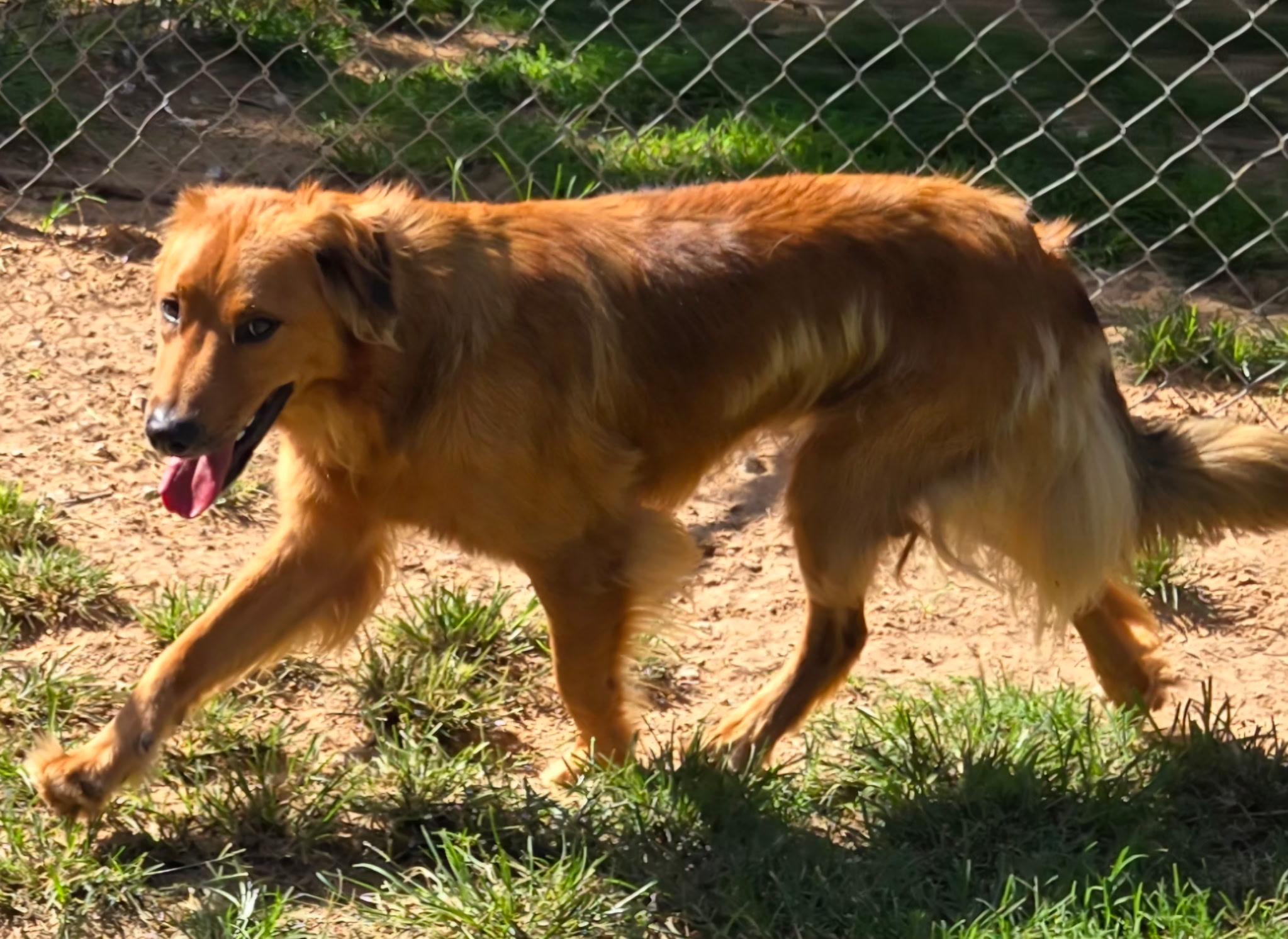 Enlarge ROWDY 425, a ADOPTABLE mixed breed in Milwaukee, WI image 5/6