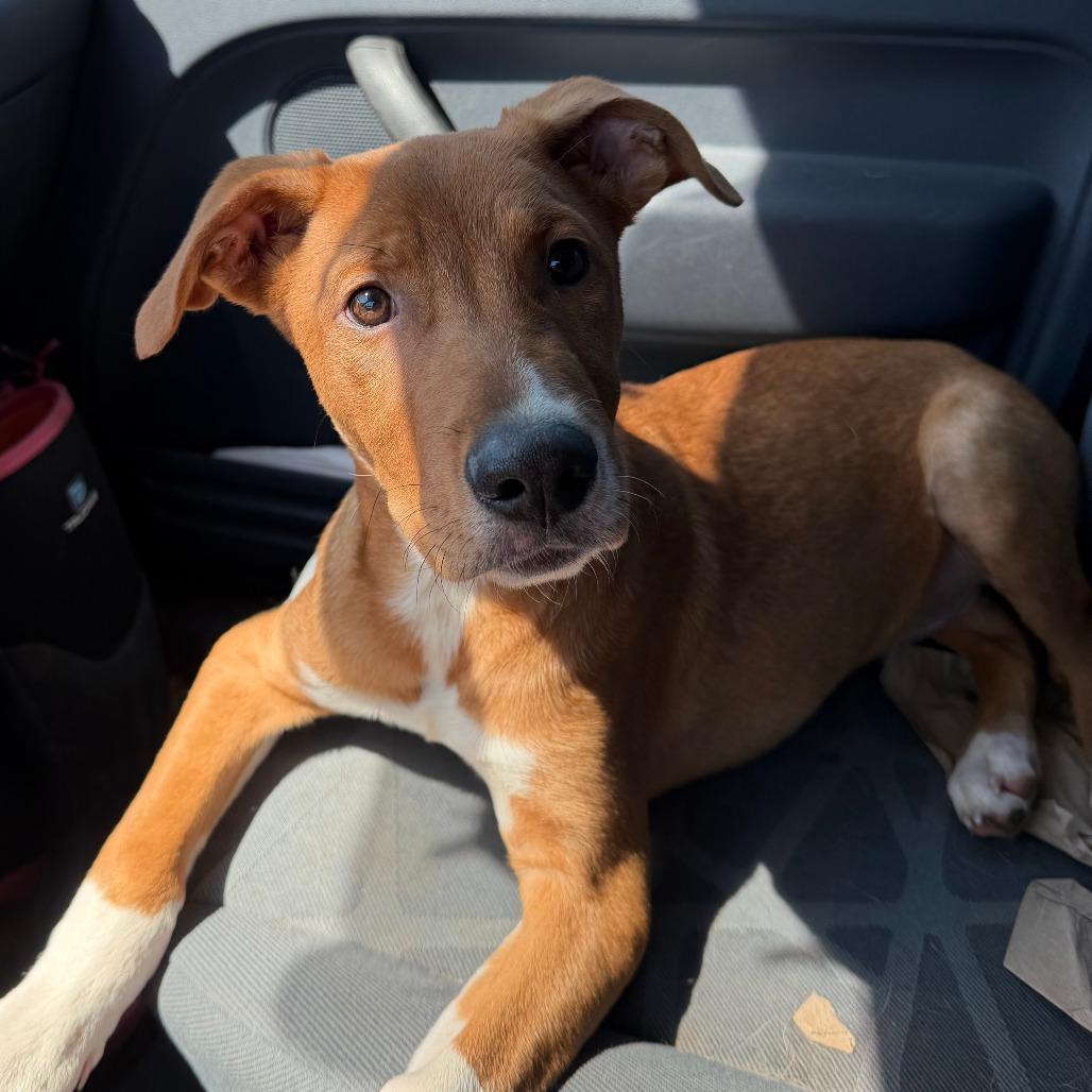 Sheldon, Adoptable, Puppy Male Pit Bull Terrier & Labrador Retriever.