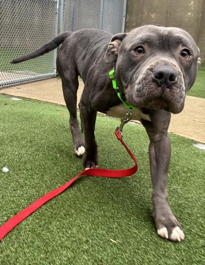 Arnie, Adoptable, Adult Male American Staffordshire Terrier & Mixed Breed.