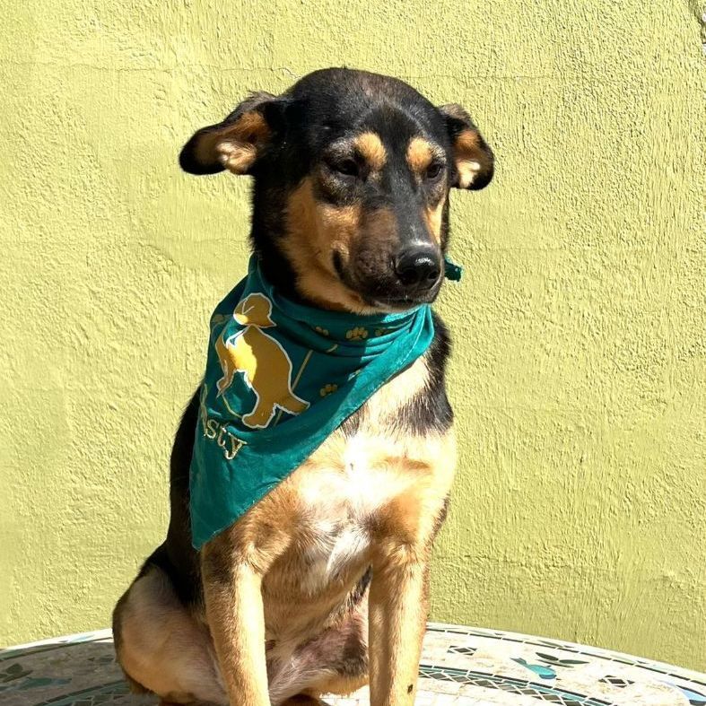 Enlarge Milagros, a Adoptable Shepherd in Nogales , AZ image 2/6