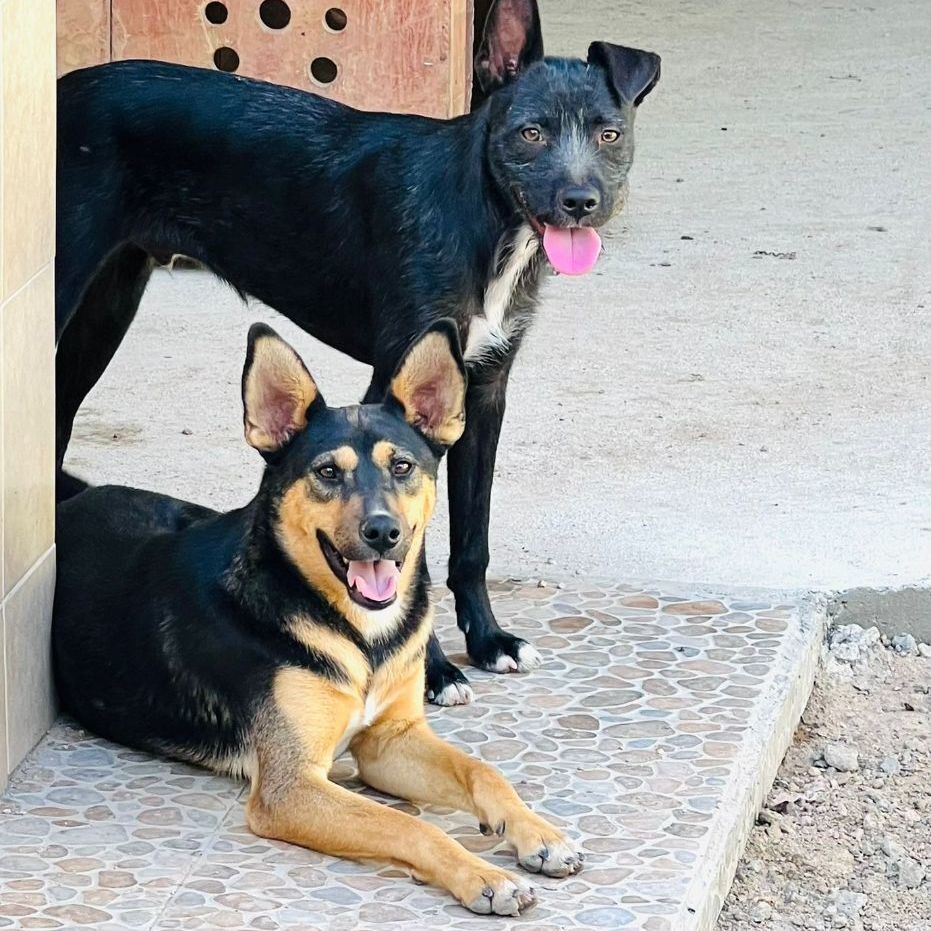Enlarge Milagros, a Adoptable Shepherd in Nogales , AZ image 3/6