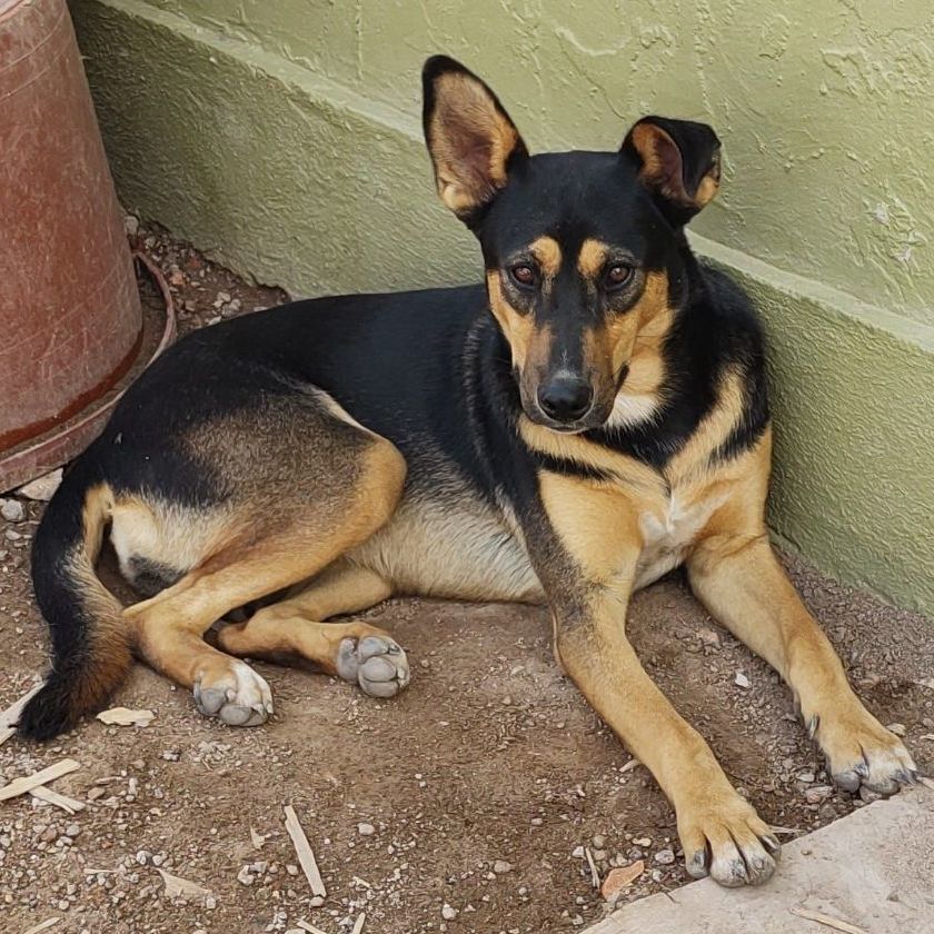Enlarge Milagros, a Adoptable Shepherd in Nogales , AZ image 4/6