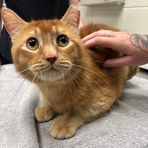 Enlarge Jesper Fahey, a Adoptable Domestic Short Hair in Murray, UT image 1/2