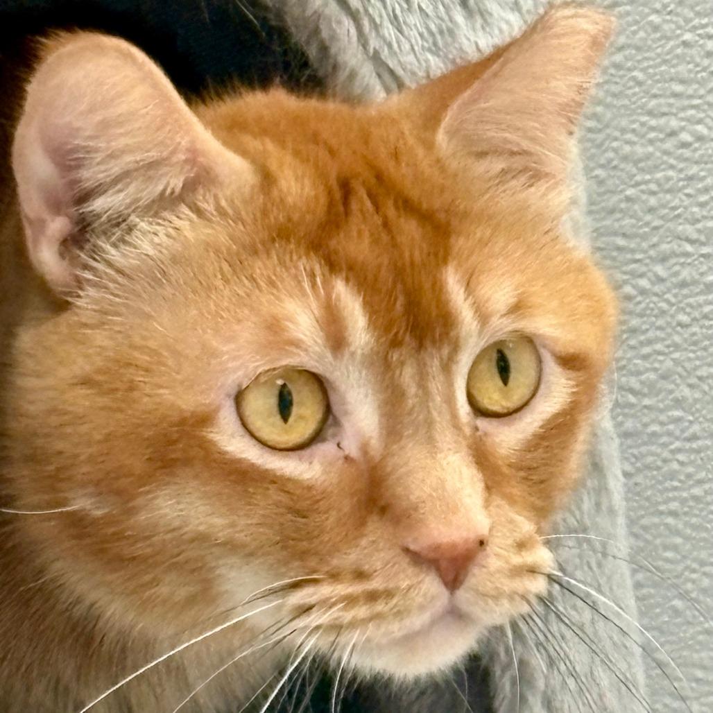 Enlarge Jesper Fahey, a Adoptable Domestic Short Hair in Murray, UT image 2/2