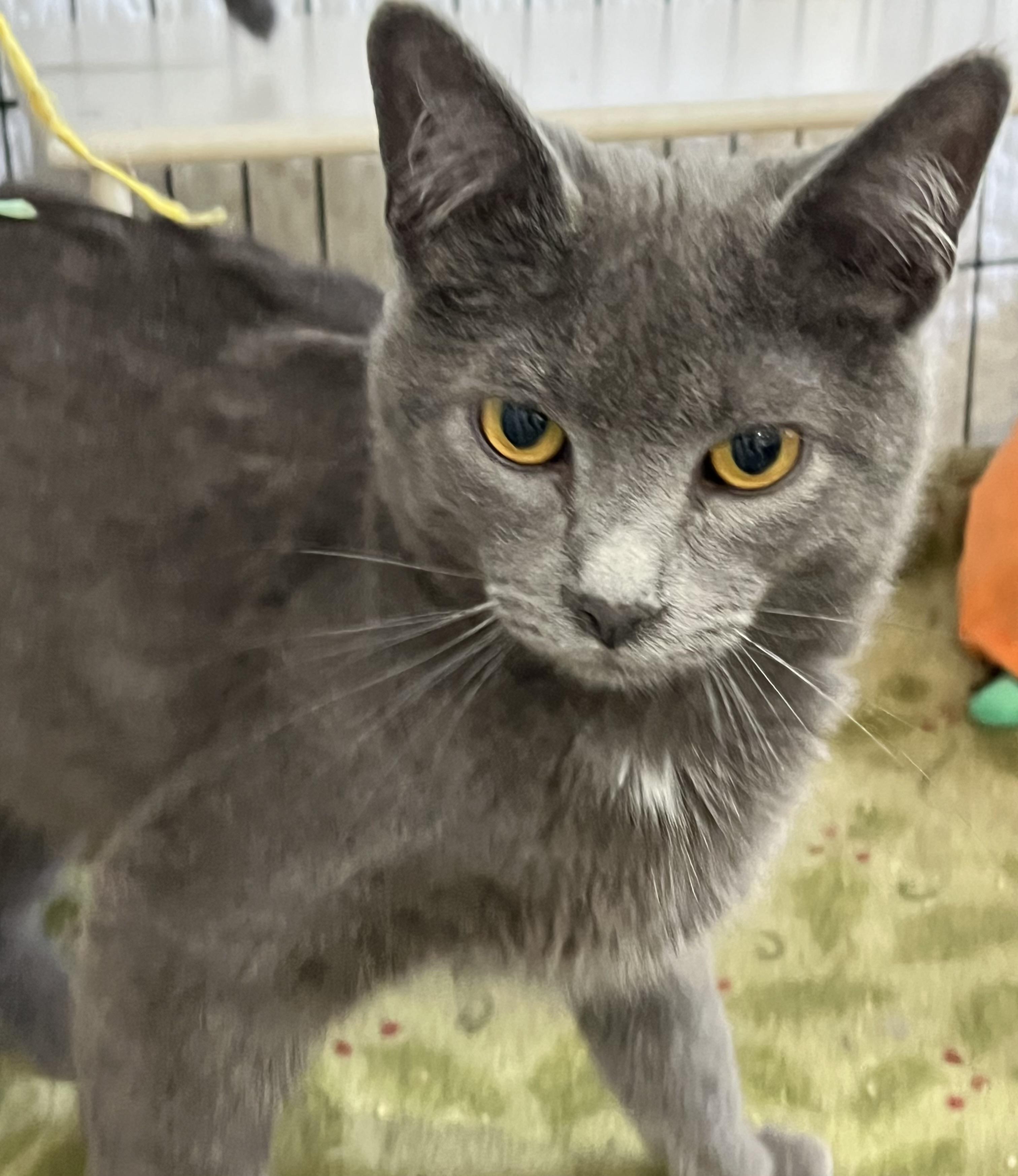 Enlarge Andi, a ADOPTABLE Domestic Short Hair in Moline, IL image 3/6