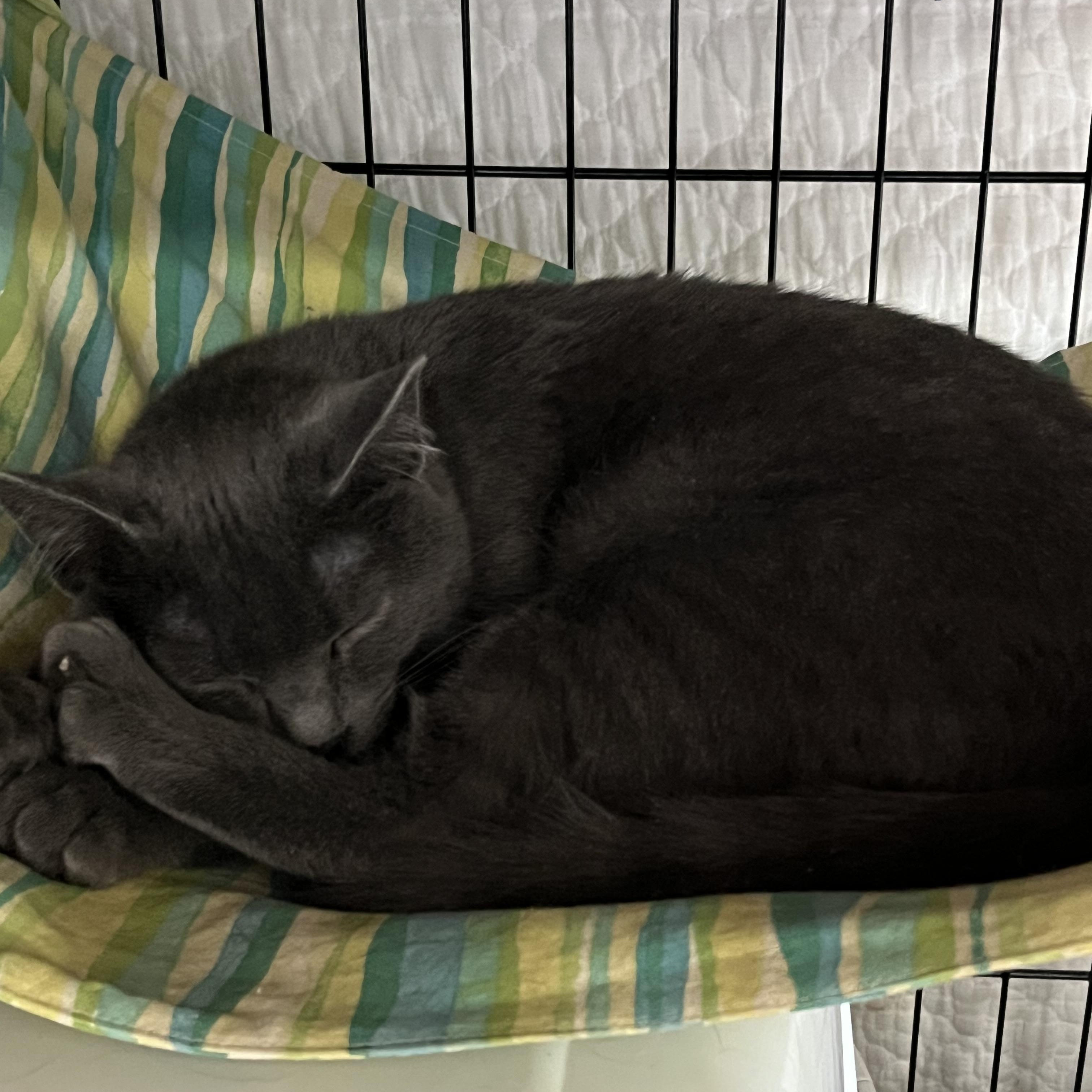 Enlarge Andi, a ADOPTABLE Domestic Short Hair in Moline, IL image 4/6