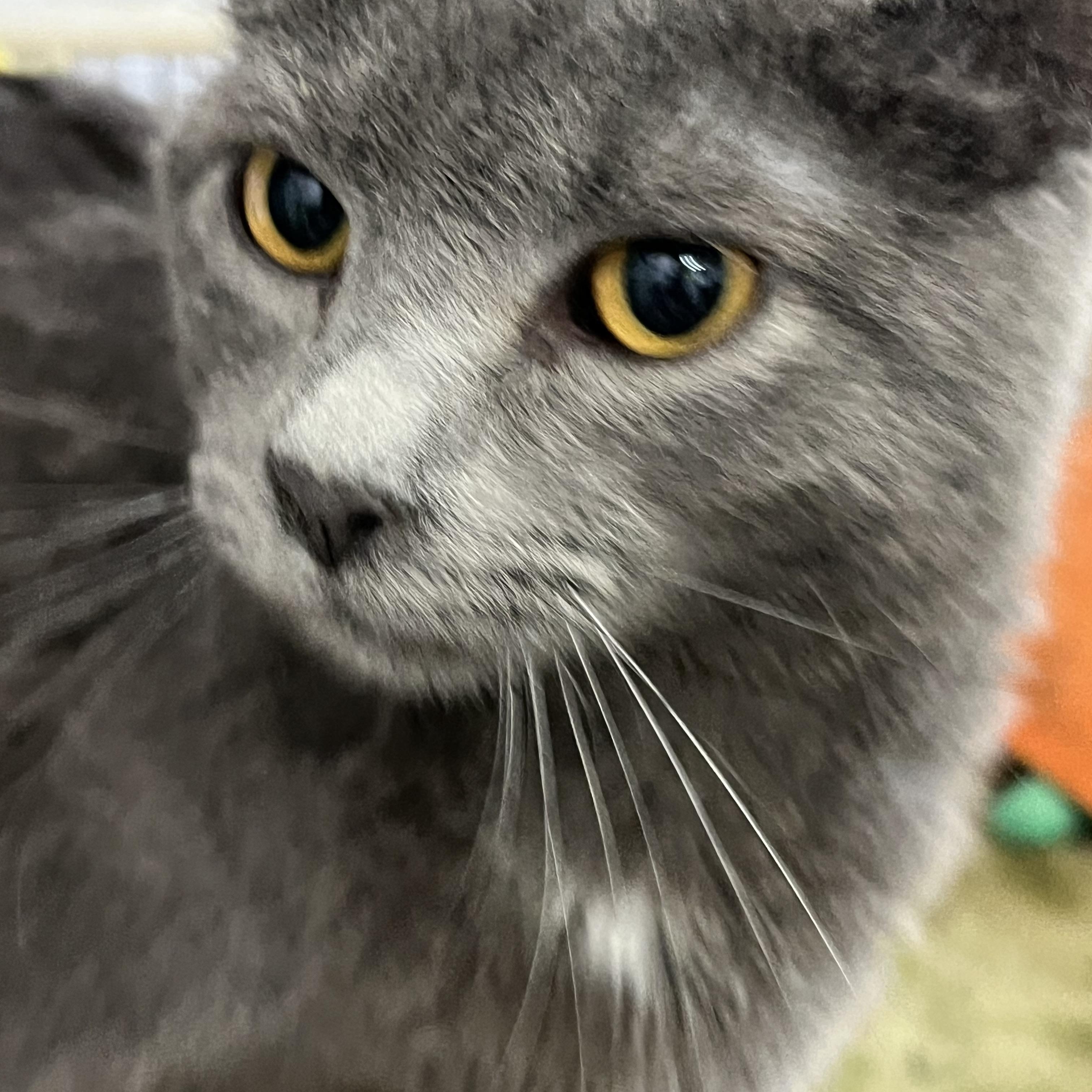 Andi, ADOPTABLE, Kitten Male Domestic Short Hair.