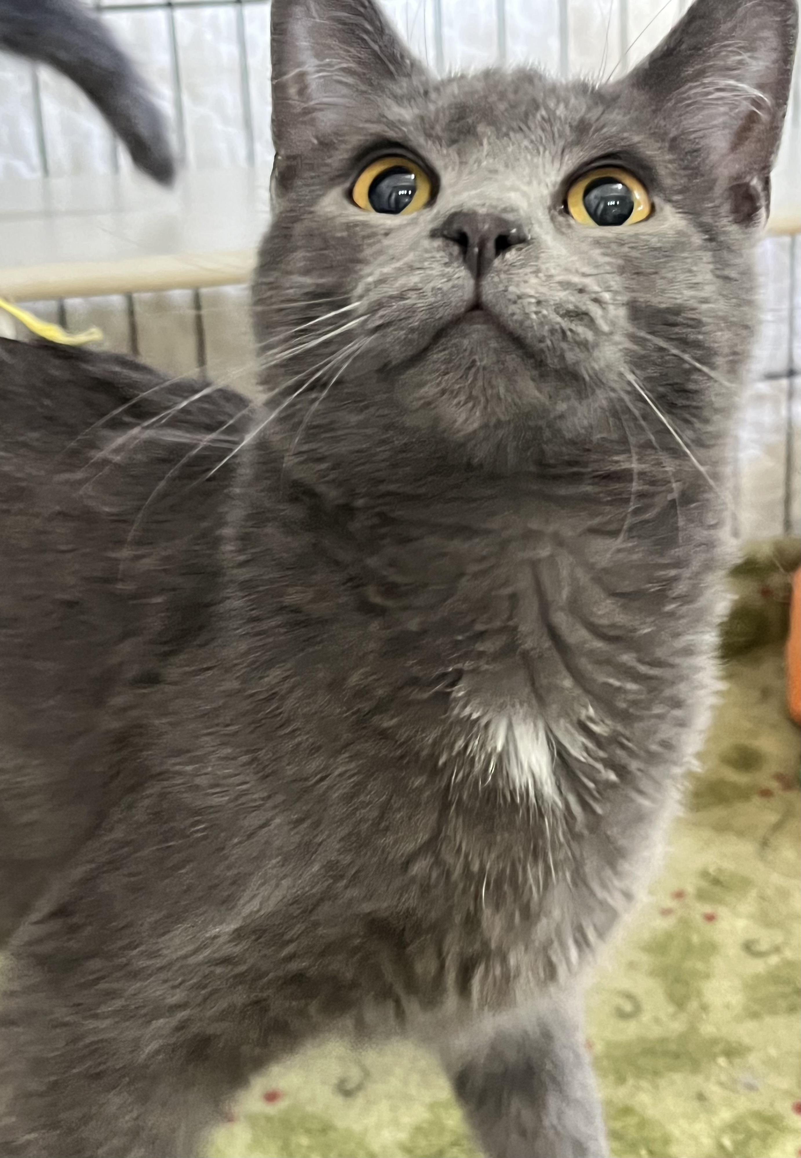 Enlarge Andi, a ADOPTABLE Domestic Short Hair in Moline, IL image 2/6