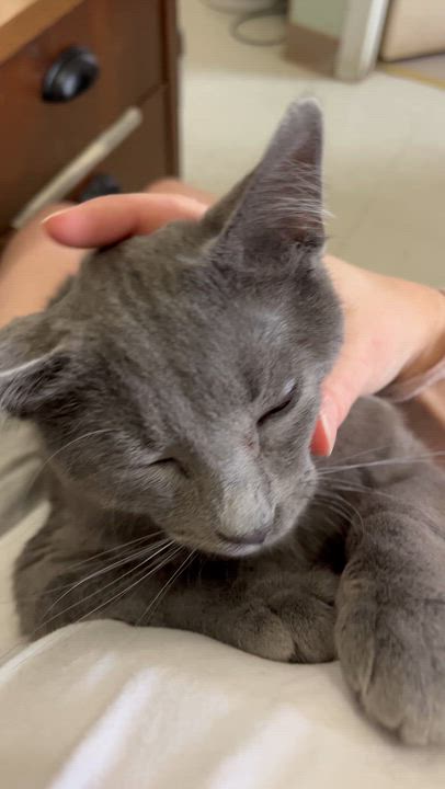 Enlarge Andi, a ADOPTABLE Domestic Short Hair in Moline, IL video 5/6