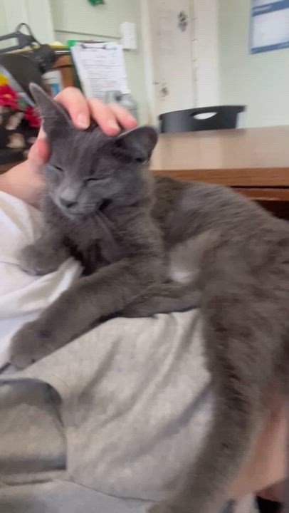 Enlarge Andi, a ADOPTABLE Domestic Short Hair in Moline, IL video 6/6