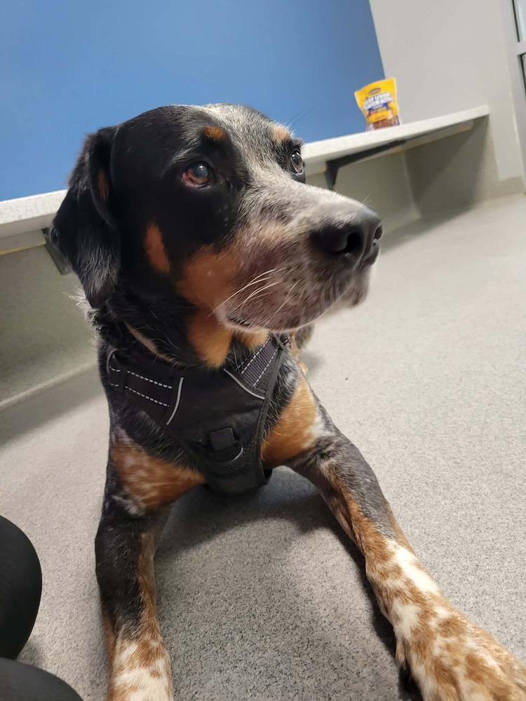 River, Adoptable, Adult Male Bluetick Coonhound.