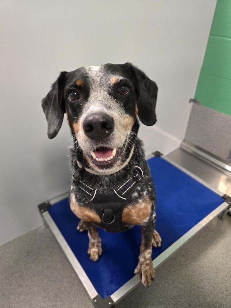 Enlarge River, a Adoptable mixed breed in Wellington, KS image 2/5