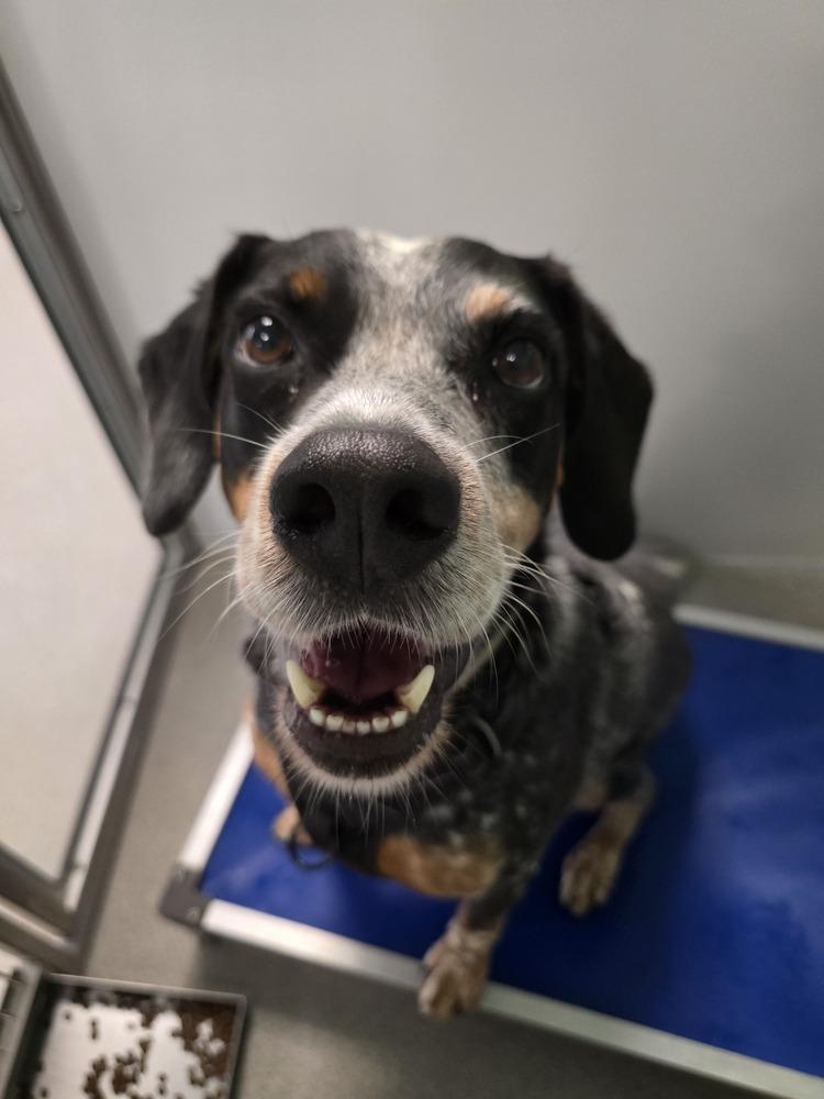 Enlarge River, a Adoptable mixed breed in Wellington, KS image 3/5