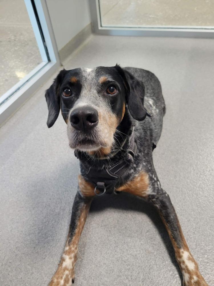 Enlarge River, a Adoptable mixed breed in Wellington, KS image 4/5