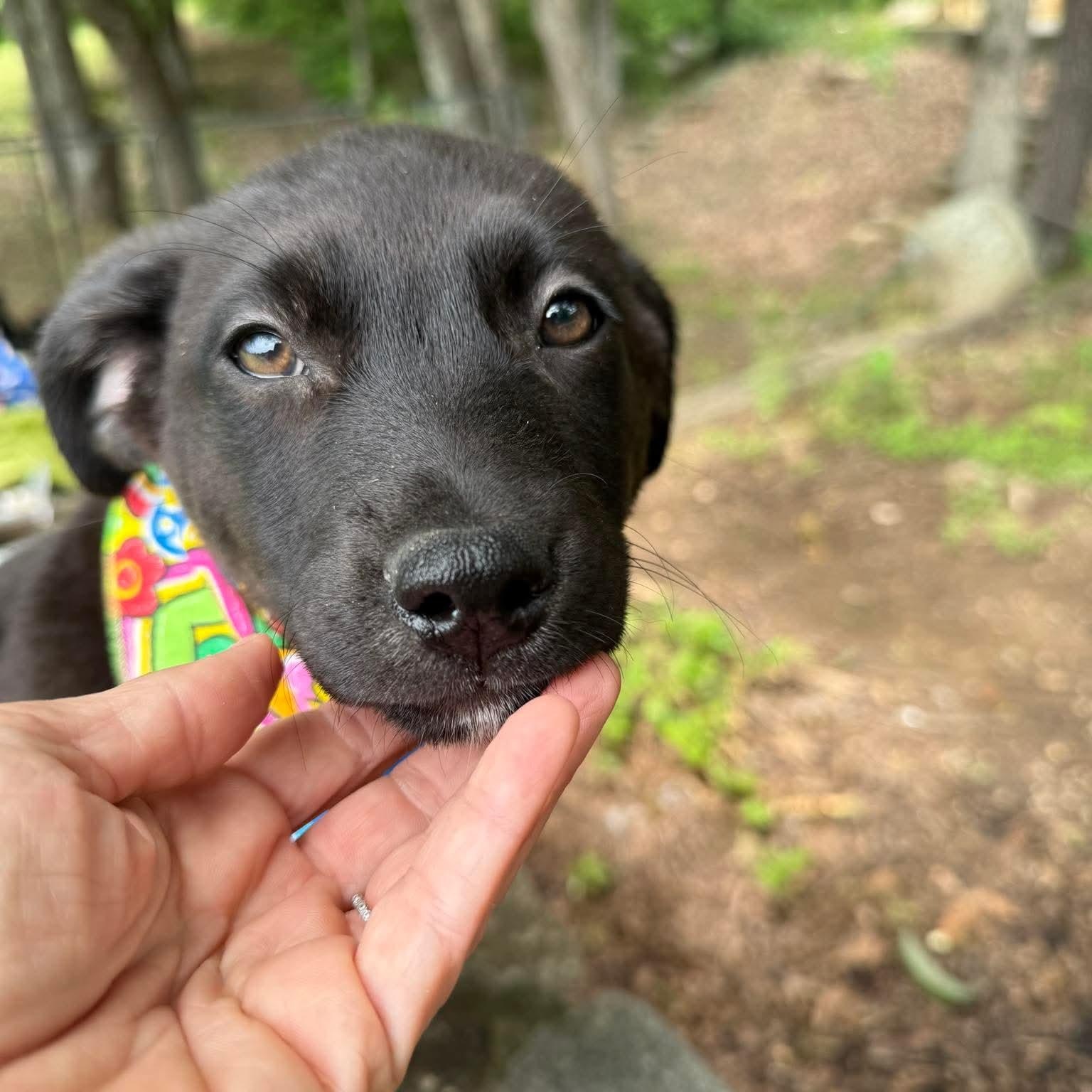 Maggie, an adopted mixed breed in Smithfield, RI image 3/4