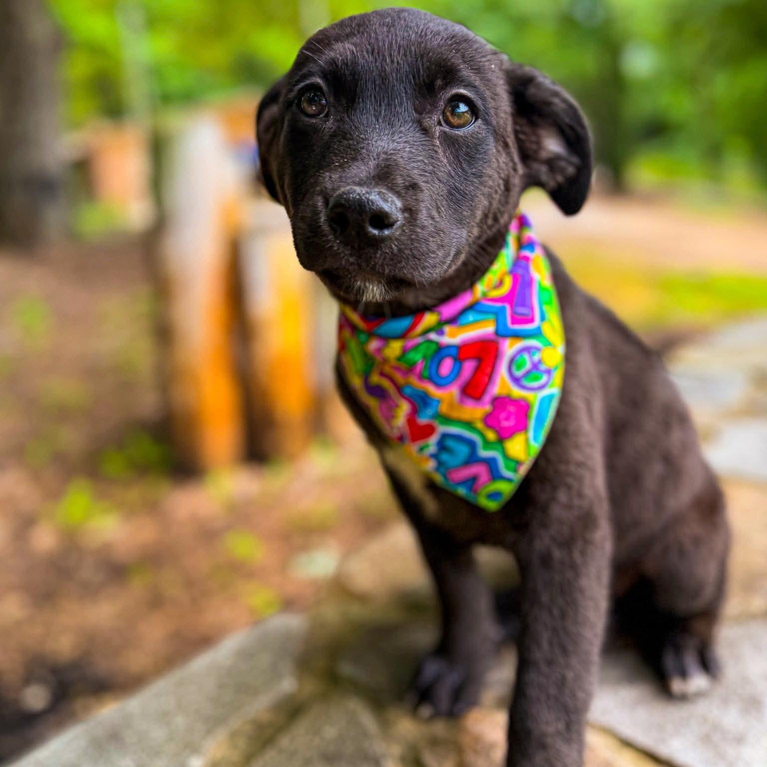 Maggie, an adopted mixed breed in Smithfield, RI image 4/4