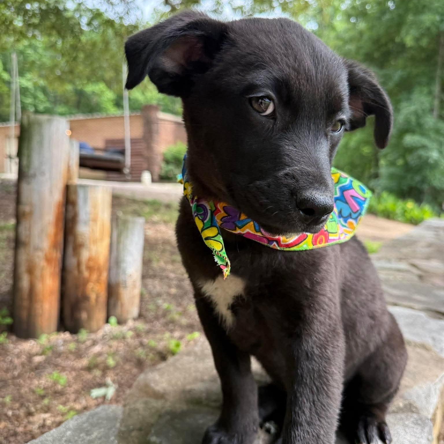 Maggie, an adopted mixed breed in Smithfield, RI image 1/4