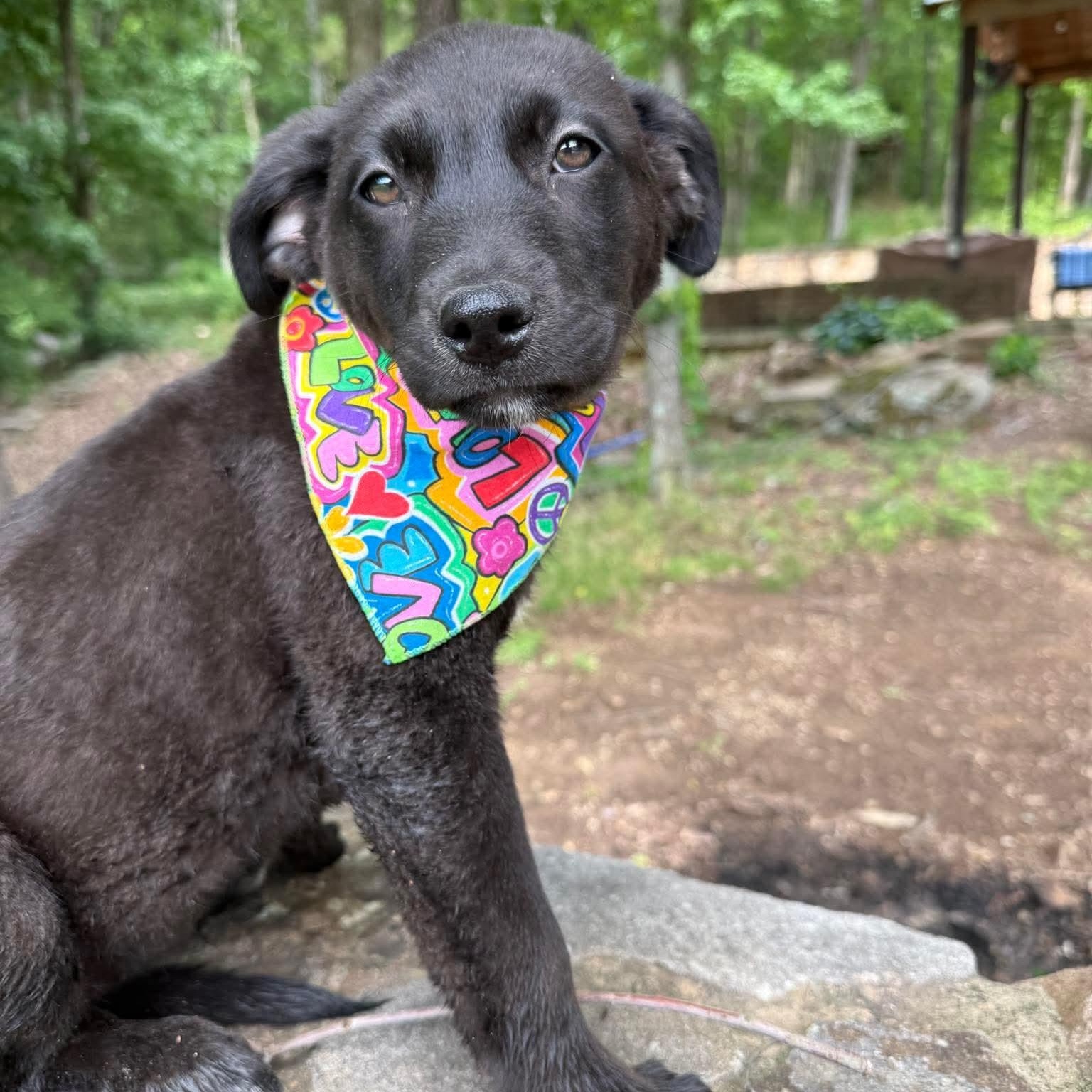 Maggie, an adopted mixed breed in Smithfield, RI image 2/4