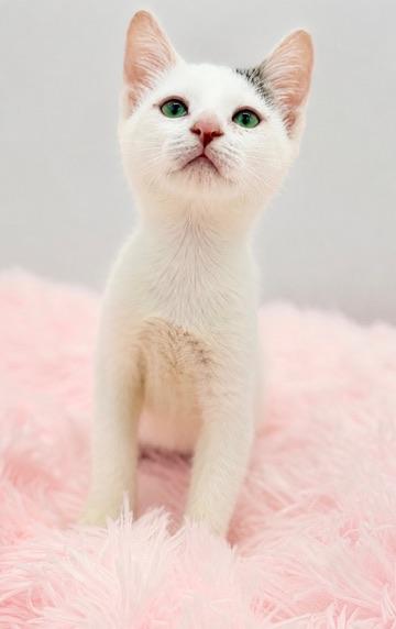7/11, a Adoptable Domestic Short Hair in Covington, LA image 6/6