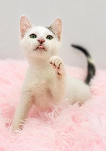 7/11, a Adoptable Domestic Short Hair in Covington, LA image 2/6