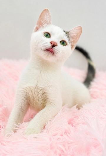 7/11, Adoptable, Kitten Female Domestic Short Hair.