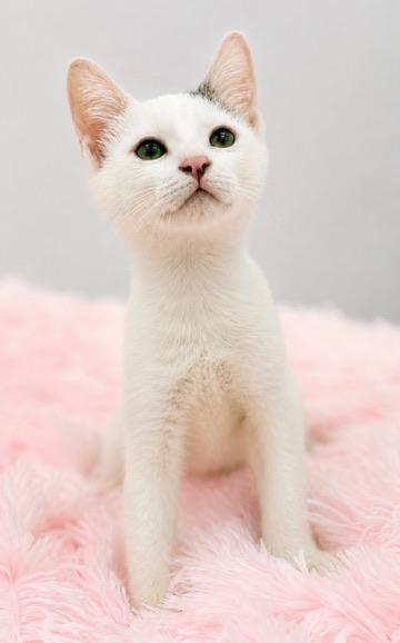 7/11, a Adoptable Domestic Short Hair in Covington, LA image 4/6