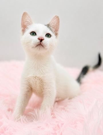 7/11, a Adoptable Domestic Short Hair in Covington, LA image 3/6