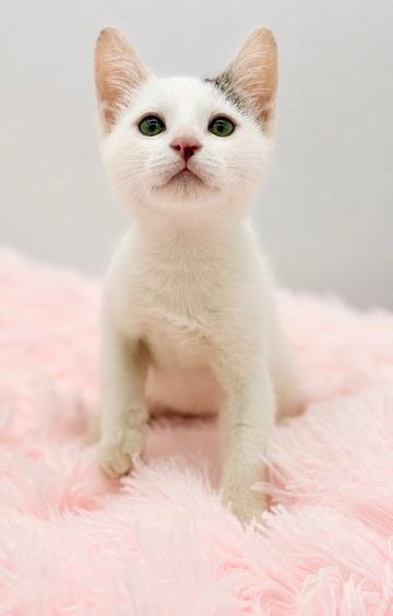 7/11, a Adoptable Domestic Short Hair in Covington, LA image 5/6