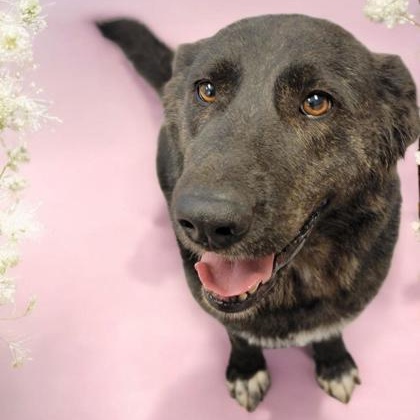 Layla, Adult Female unknown