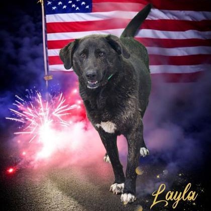 Layla photo 6