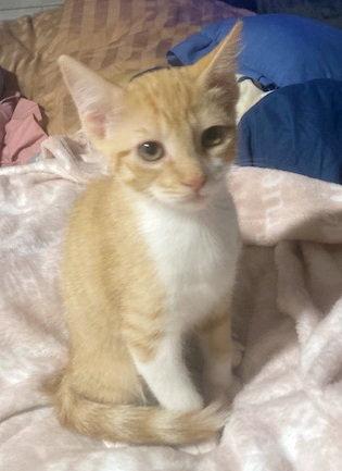 Enlarge Gemini, a Adoptable mixed breed in Alvin, TX image 1/3