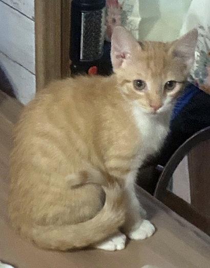 Enlarge Gemini, a Adoptable mixed breed in Alvin, TX image 2/3