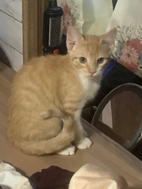 Enlarge Gemini, a Adoptable mixed breed in Alvin, TX image 3/3