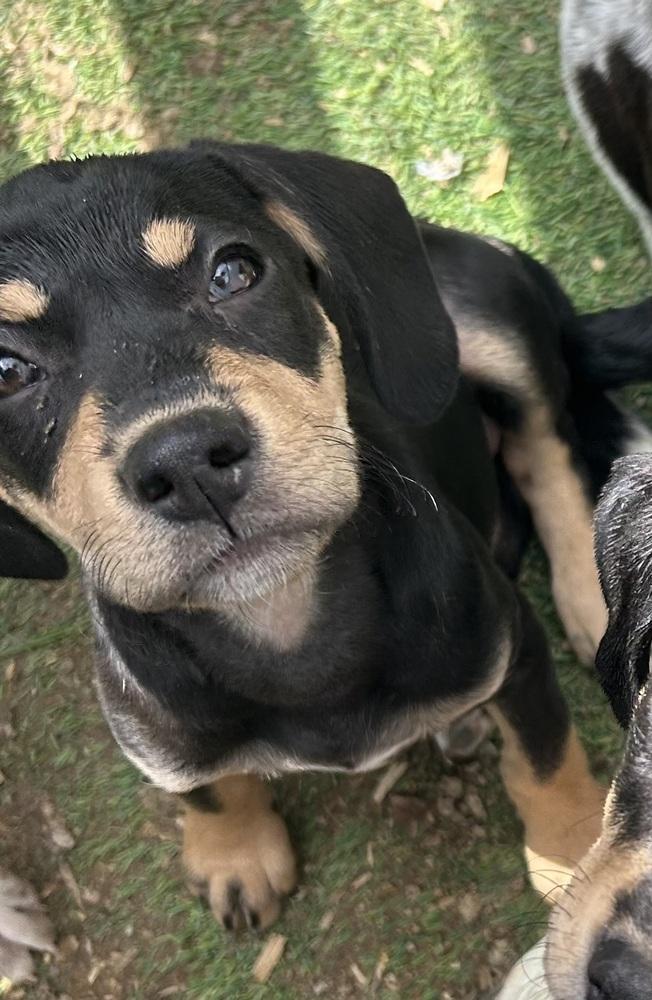 Cedar, Adoptable, Puppy Male Labrador Retriever & Hound.