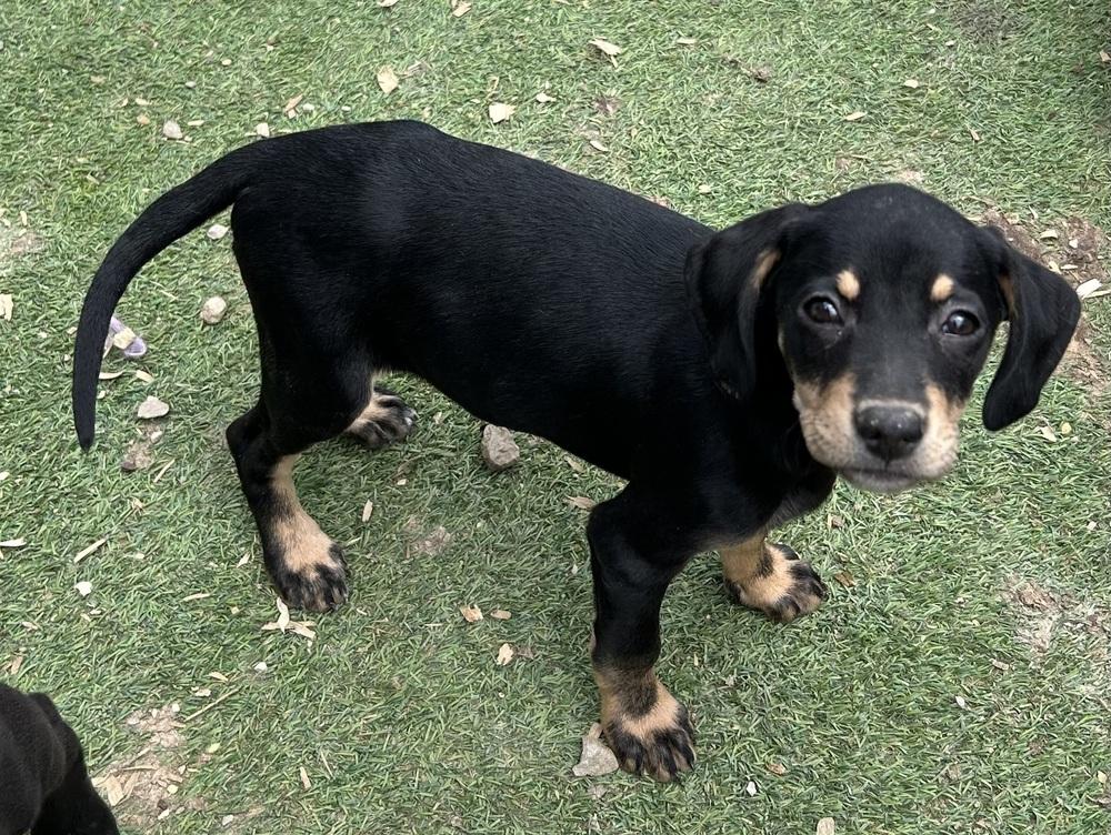 Enlarge Cedar, a Adoptable mixed breed in Brownstown, IN image 2/2