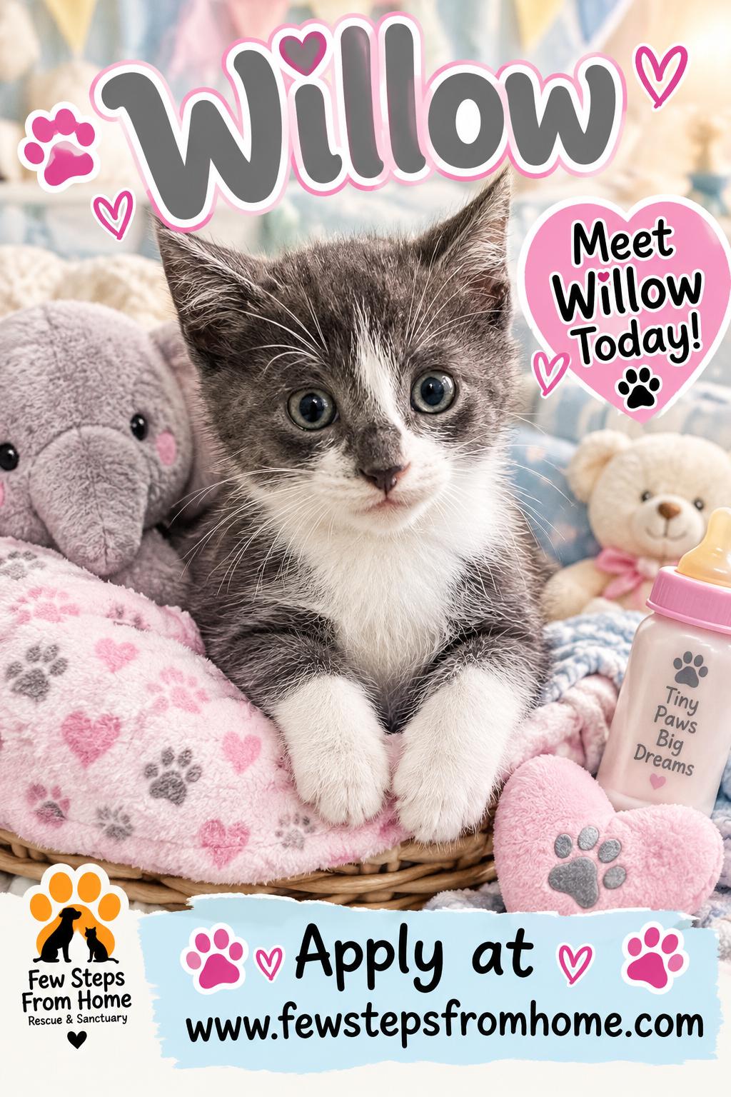 Enlarge Willow, a Adoptable Domestic Short Hair in Midland, MI image 2/2