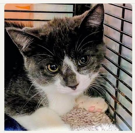 Willow, Adoptable, Kitten Female Domestic Short Hair.