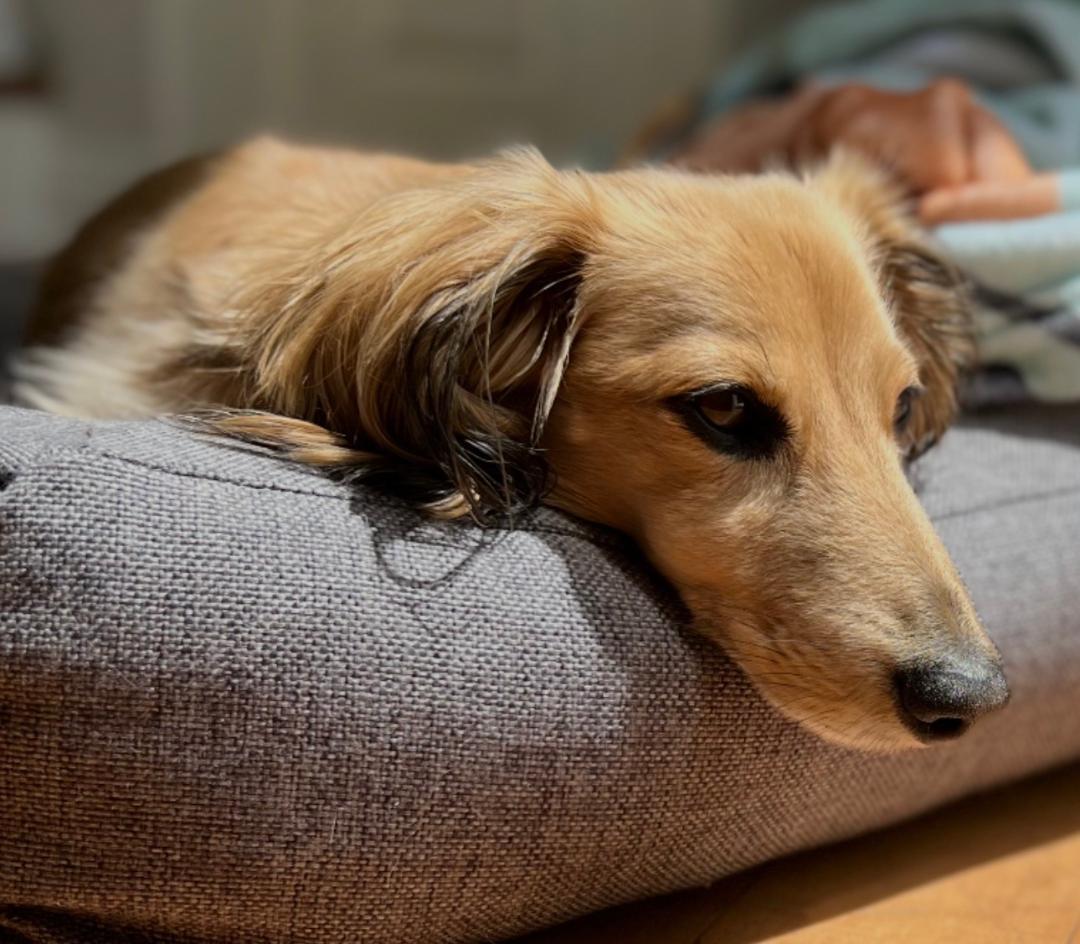 Milo  -   So Ca, Adoptable, Adult Male Dachshund.