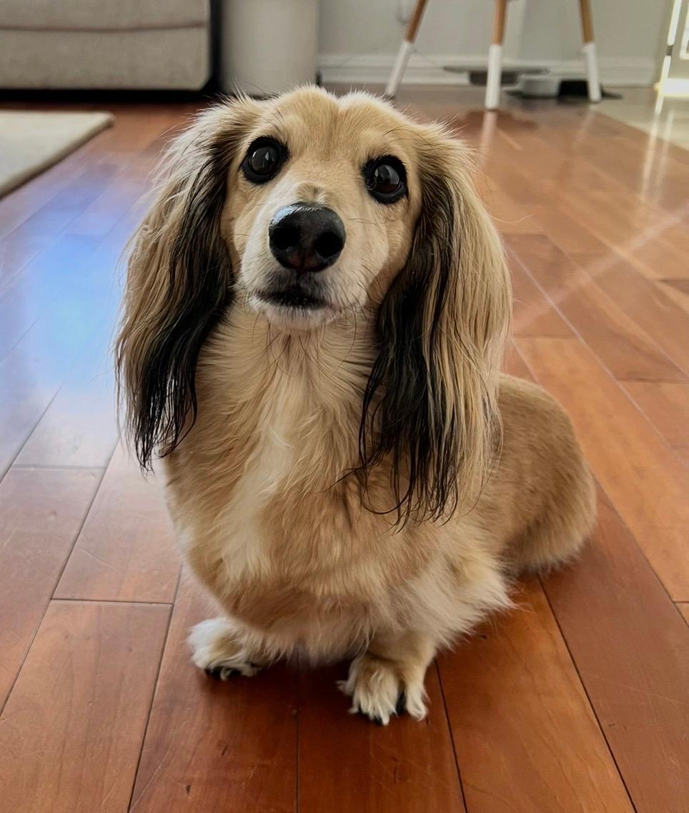 Enlarge Milo  -   So Ca, a Adoptable Dachshund in Los Angeles, CA image 2/2