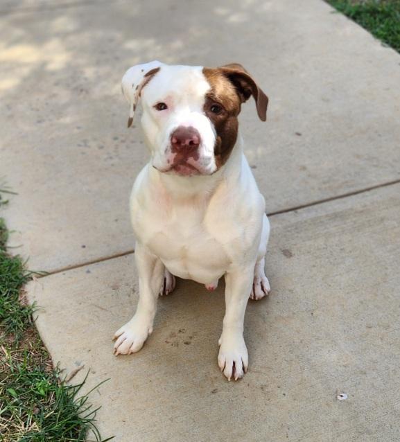 Rocky, Adoptable, Adult Male Pit Bull Terrier.
