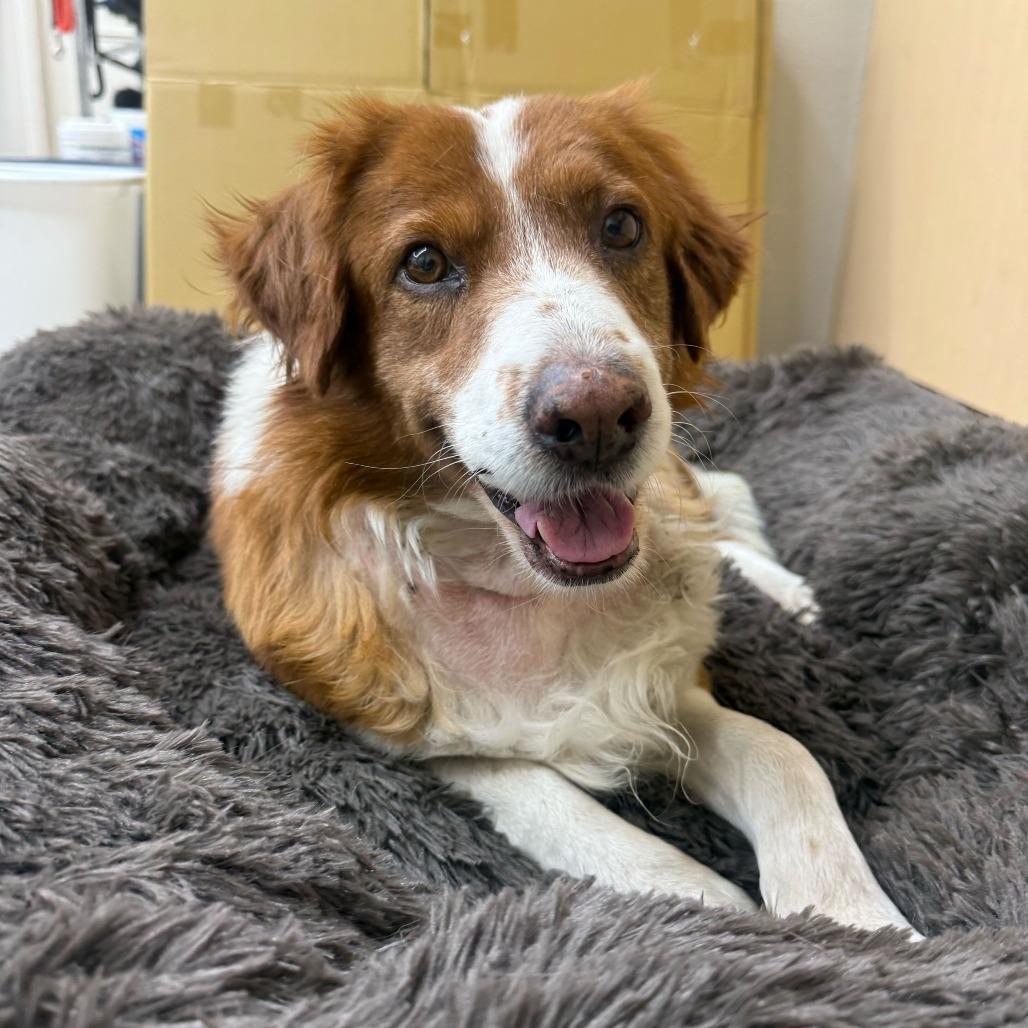 Armando, Adoptable, Senior Male Australian Shepherd.